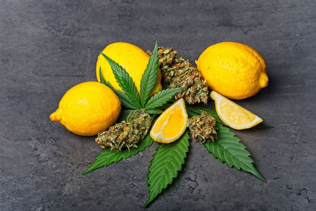 Citrus-scented weed may make you less paranoid, scientists report